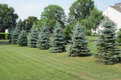 border-trees-pa